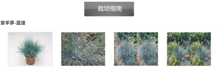 紫羊茅 Festuca valesiaca(1).png